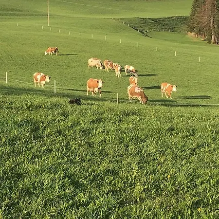 Biohof Untergrabenbauer Apartment