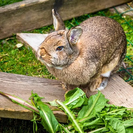 Biohof Untergrabenbauer Lidaun