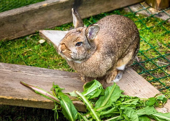 Biohof Untergrabenbauer Lidaun